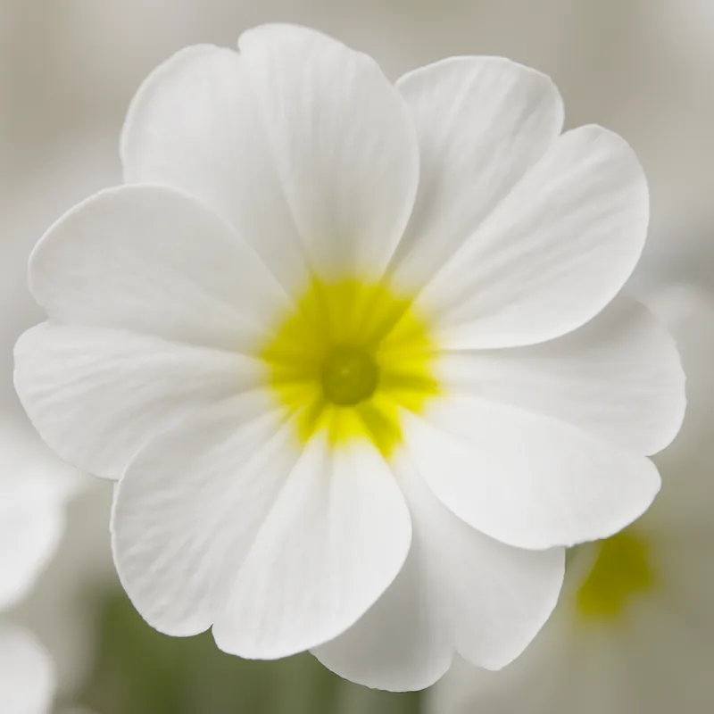 Primula – hvid – billede 2