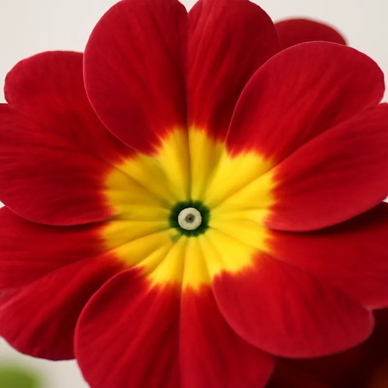 Primula – klassisk – billede 2