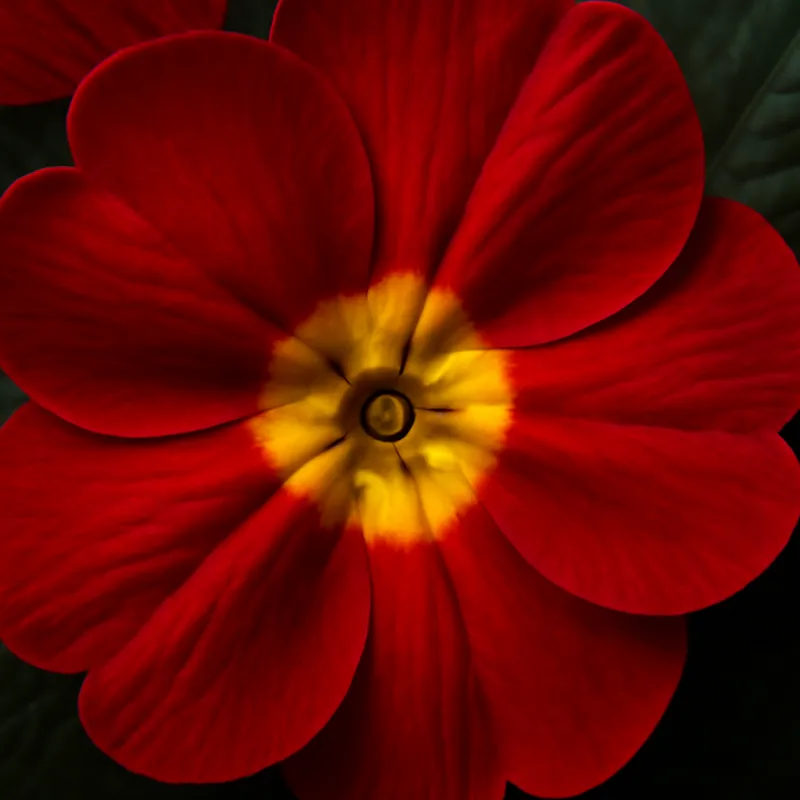 Primula – rød – billede 2