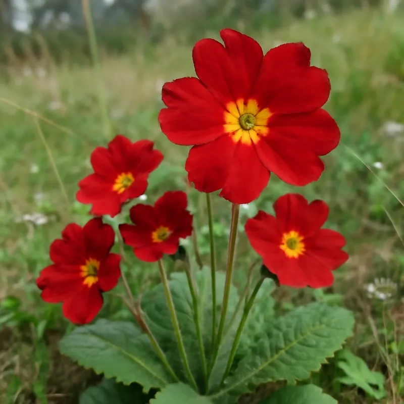 Primula – rød – billede 4