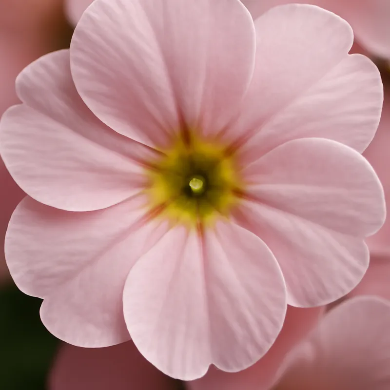 Primula – rosa – billede 2