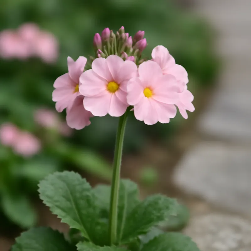 Primula – rosa – billede 4