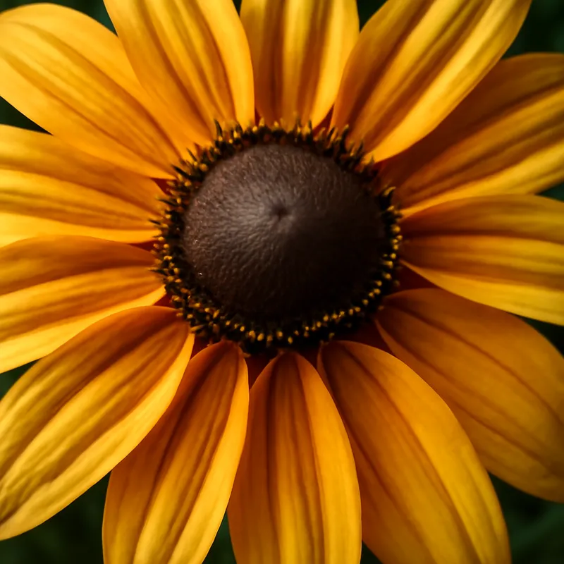 Rudbeckia – klassisk – billede 2