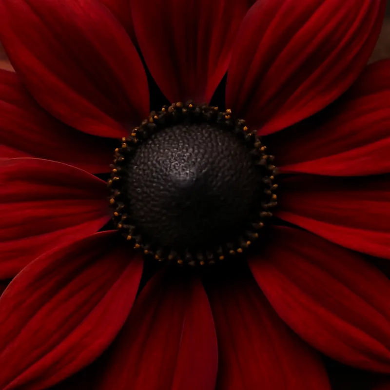 Rudbeckia – rød – billede 2