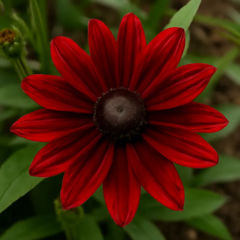 Rudbeckia – rød – billede 4