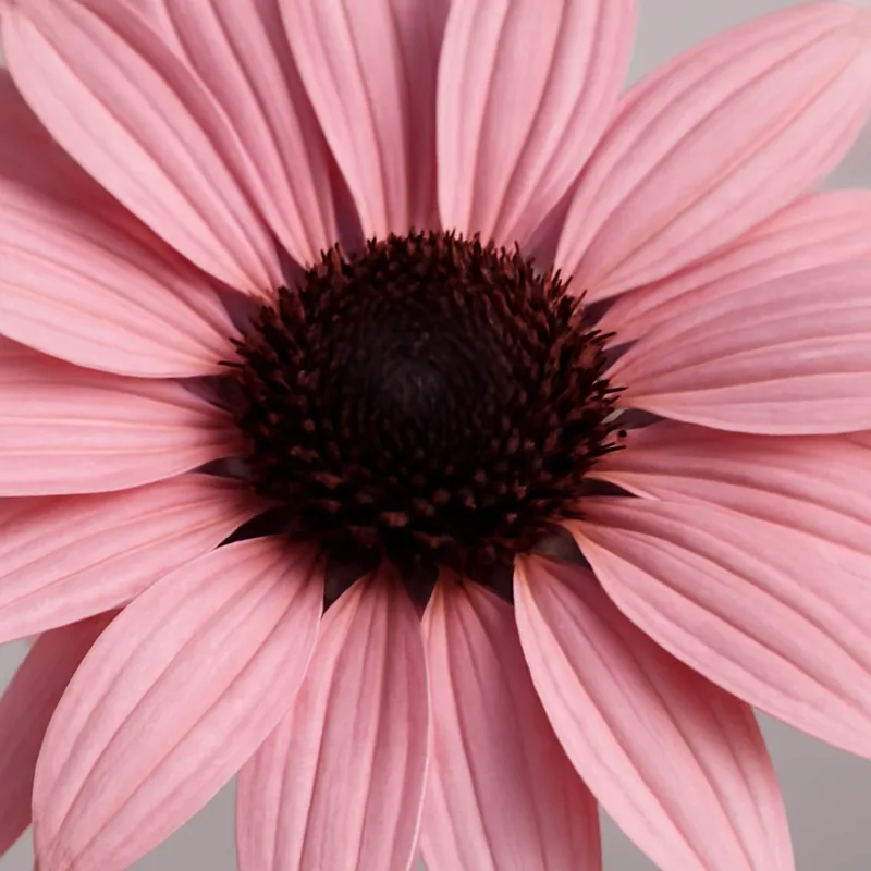 Rudbeckia – rosa – billede 2