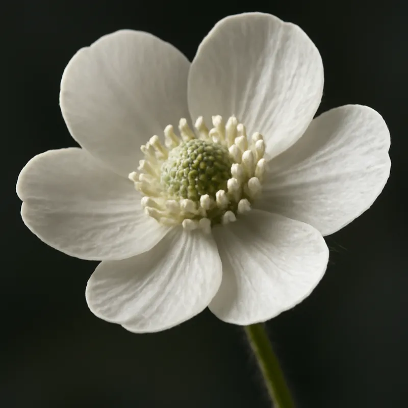 Smörblomst – hvid – billede 2