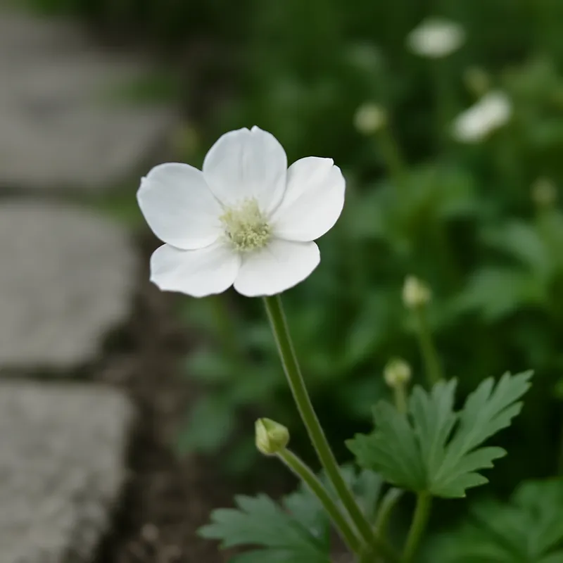 Smörblomst – hvid – billede 4