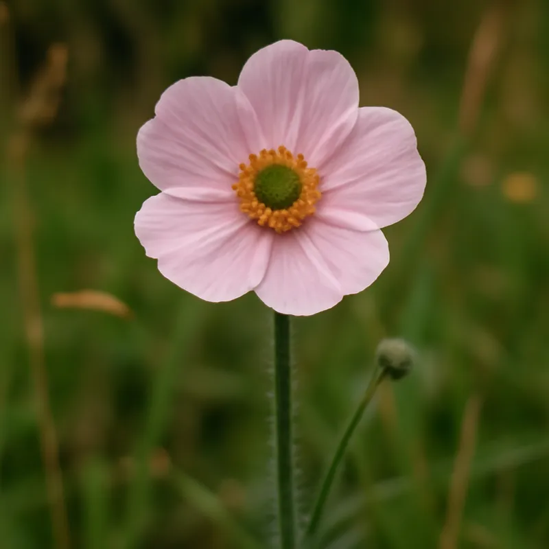 Smørblomst – rosa – billede 4