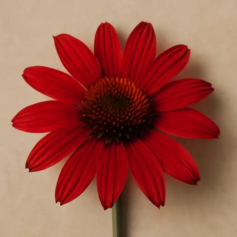 Rød solhatt – klassisk