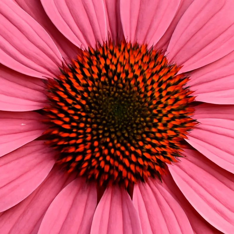 Rød solhatt – rosa – billede 2