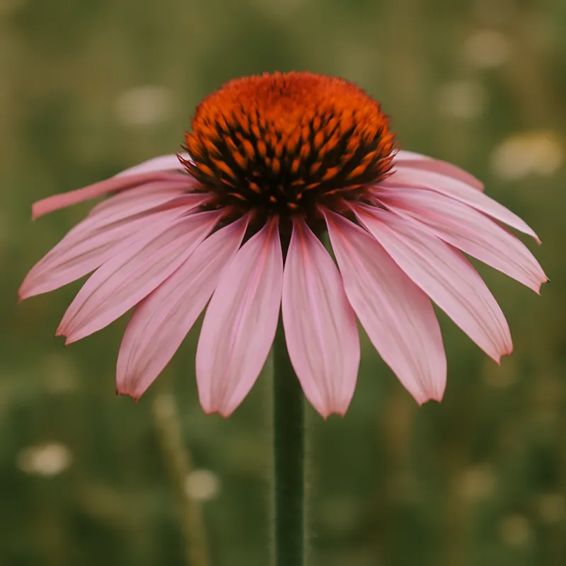Rød solhatt – rosa – billede 4