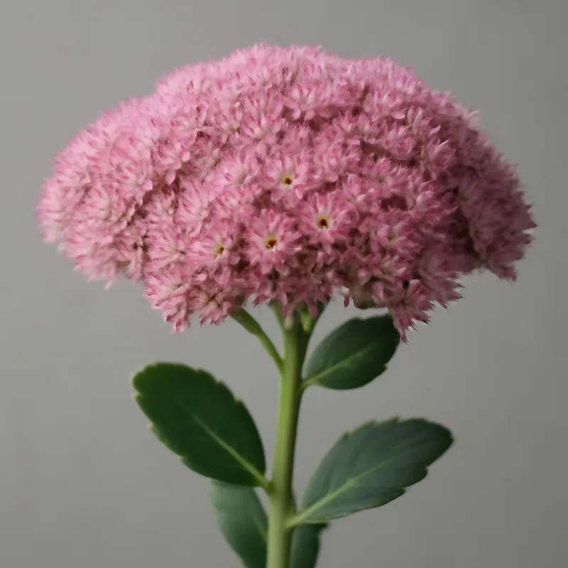 Kærlighedsört – rosa