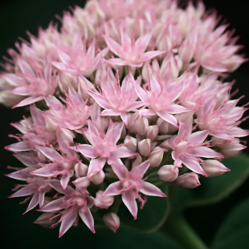 Stenurt – rosa – billede 2