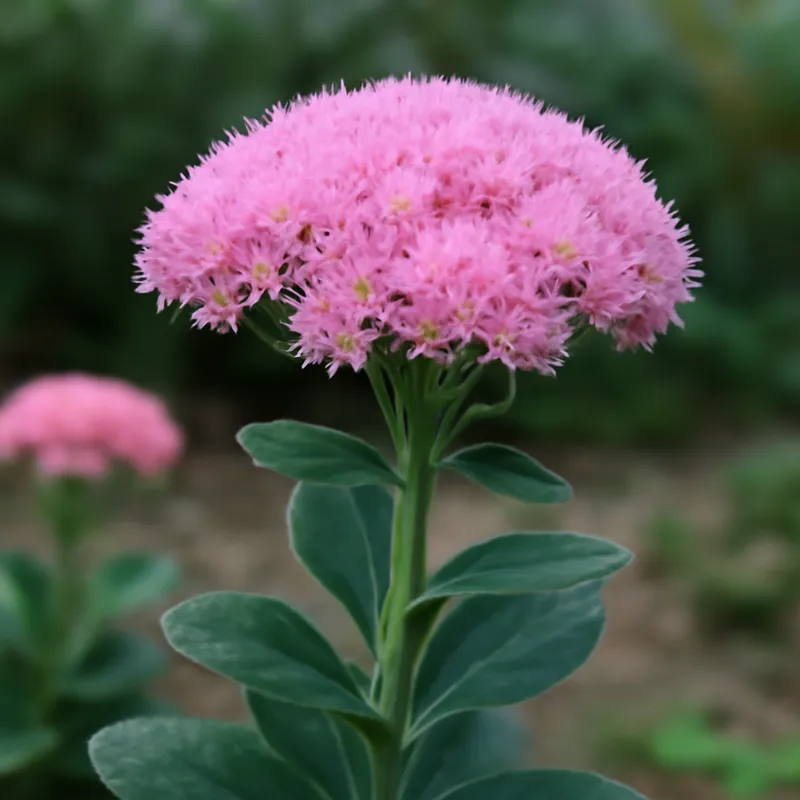 Stenurt – rosa – billede 4