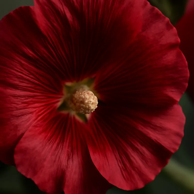 Stockros – rød – billede 2