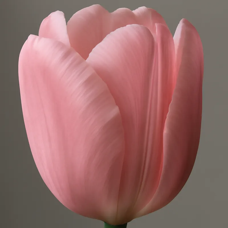 Tulipan – rosa – billede 2