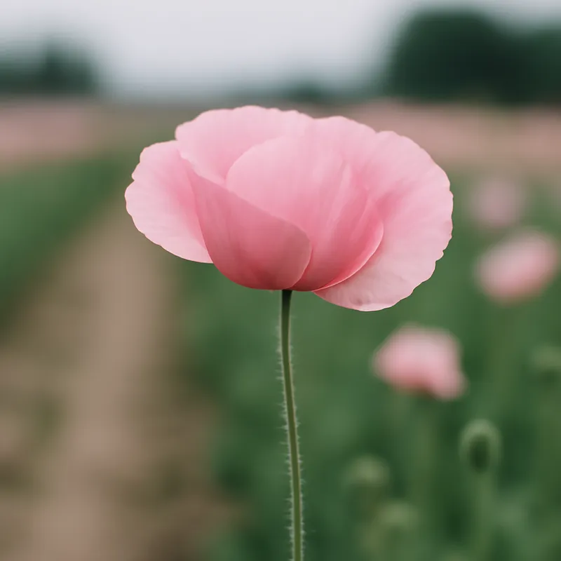 Vallmo – rosa – billede 4