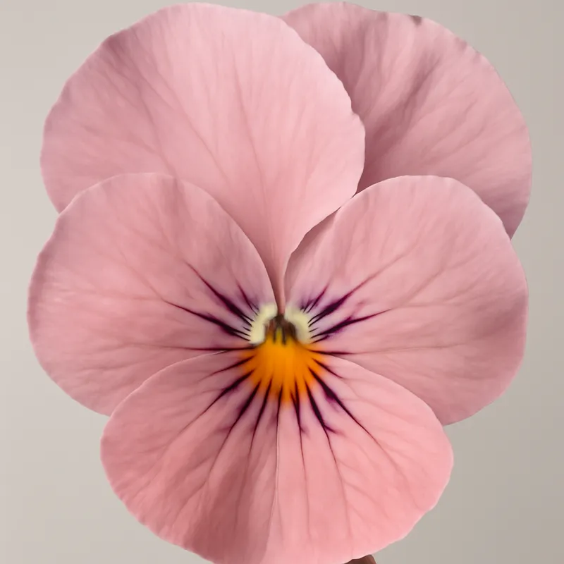 Viol – rosa – billede 2