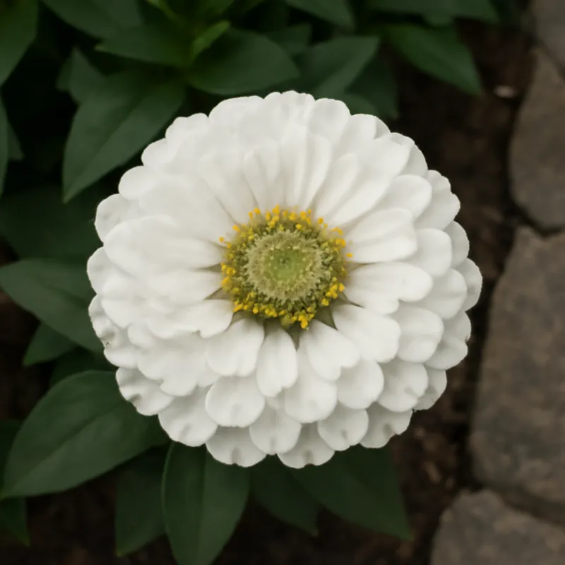 Zinnia – hvid – billede 4